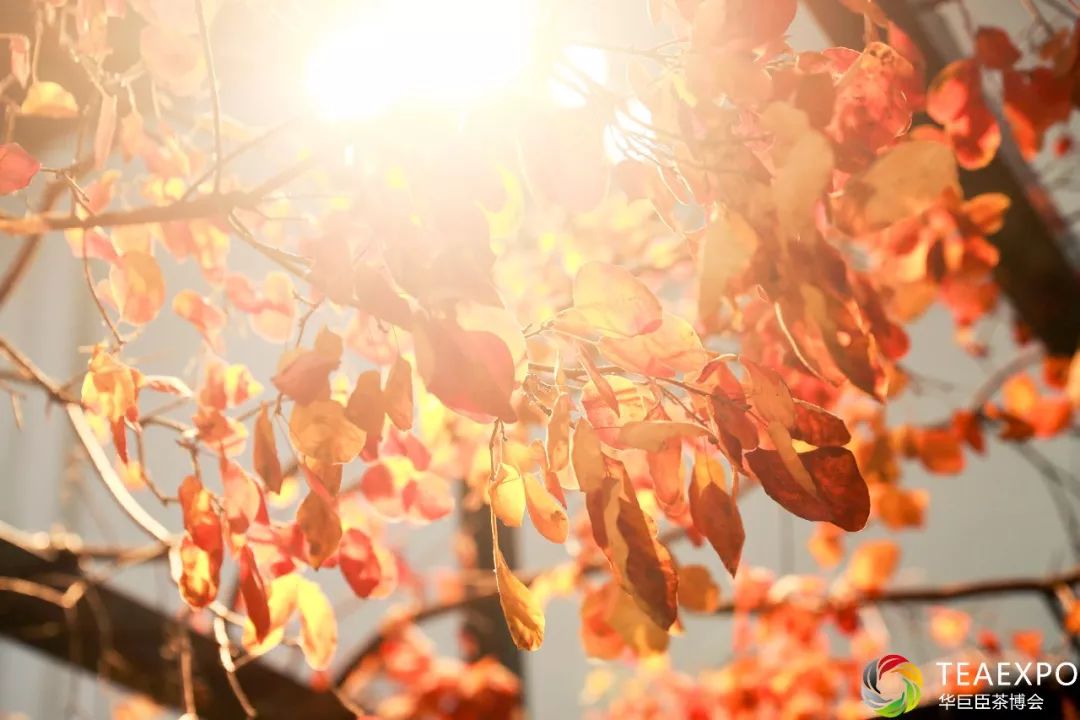 202010月上海茶博会免费门票预约,2019上海茶博会地点