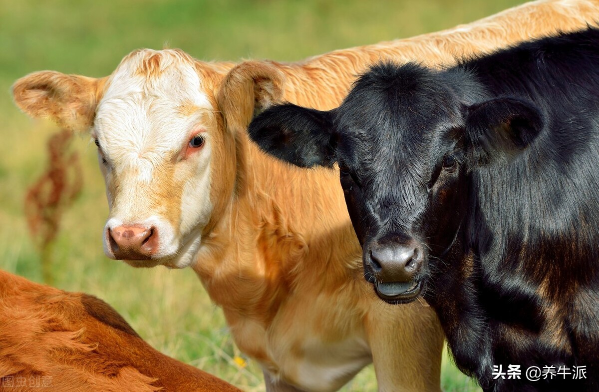 犊牛脱水的补水法,如何判断牛犊脱水