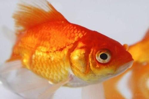 金鱼怎么养及喂养技巧图解,金鱼饲养的小技巧轻松养好金鱼