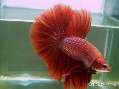 斗鱼哪个品种好养活,斗鱼品种哪个好养