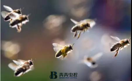 被马蜂之类的虫子咬了怎么办,被马蜂叮了如何处理