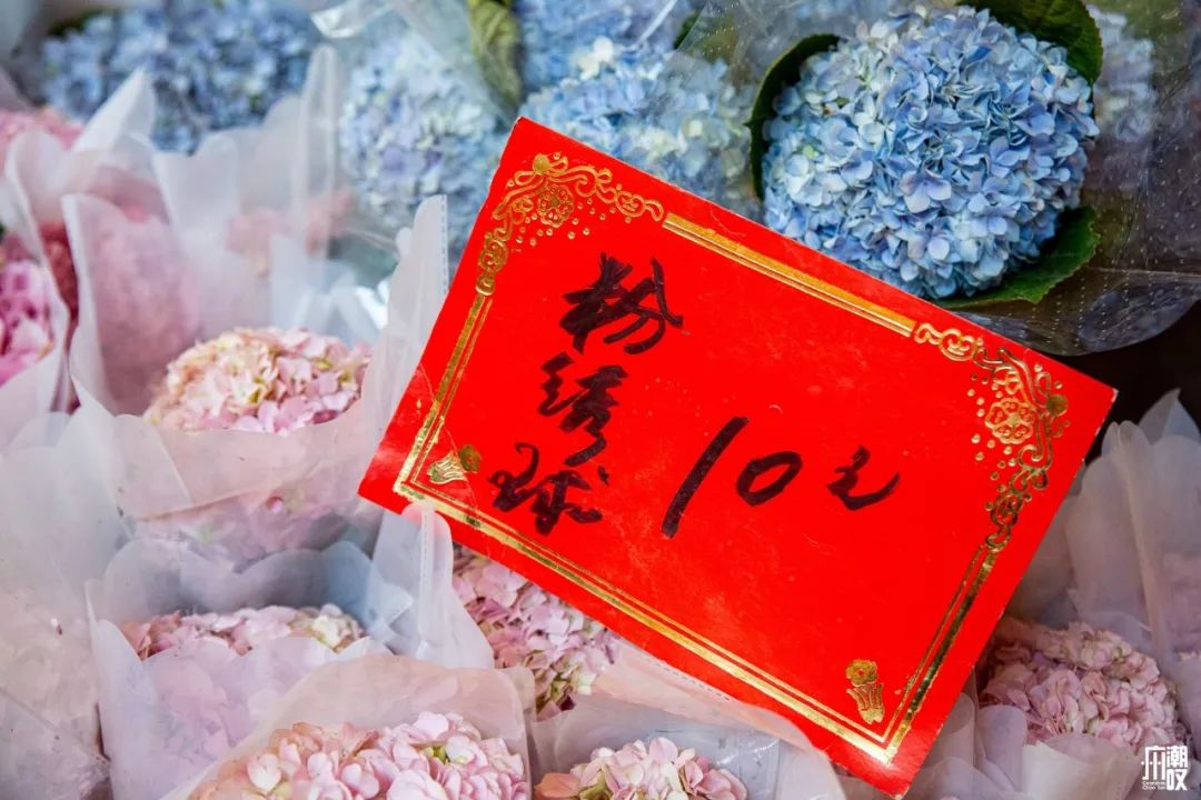 广州最便宜的花卉市场1块钱,广州岭南花卉市场买花攻略
