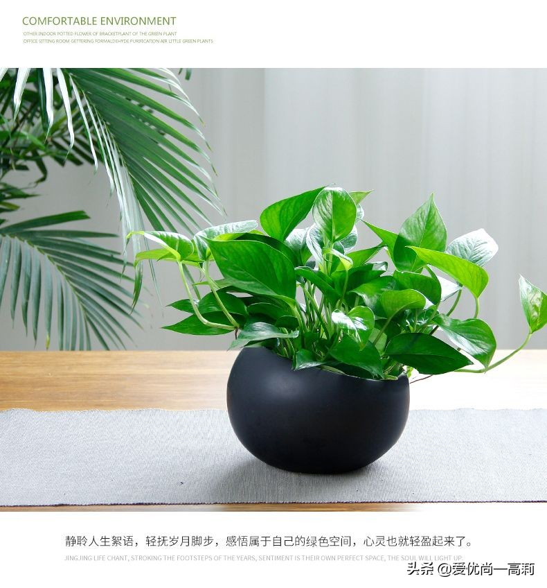 懒人必备小房间,懒人必备小宠物