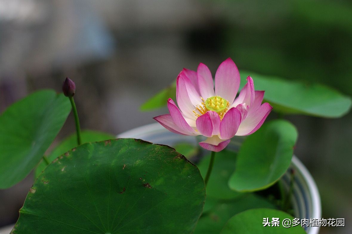 碗莲种下去多久开花,种碗莲种子当年能开花吗