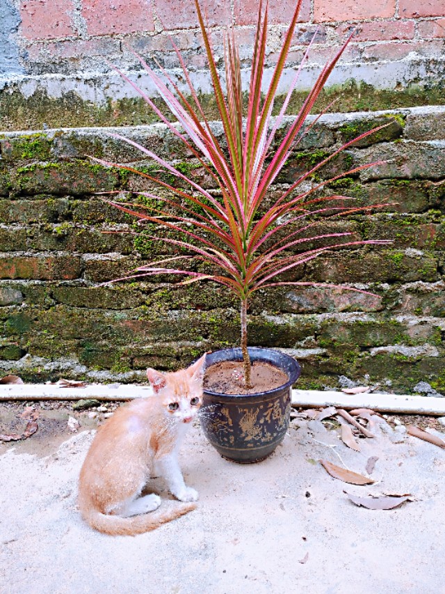 盆栽桔子树有蚂蚁怎么办,桂花盆栽里面很多蚂蚁怎么办