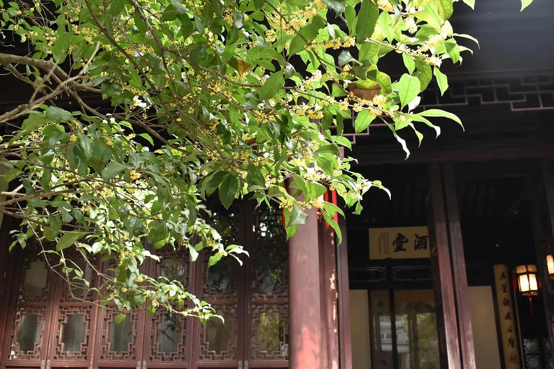 苏州城东北隅的赏桂佳处——耦园