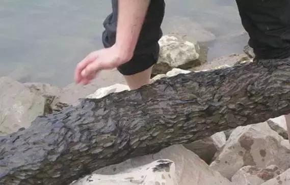 阴沉木乌木手串怎么鉴别,金丝楠乌木和阴沉木区别