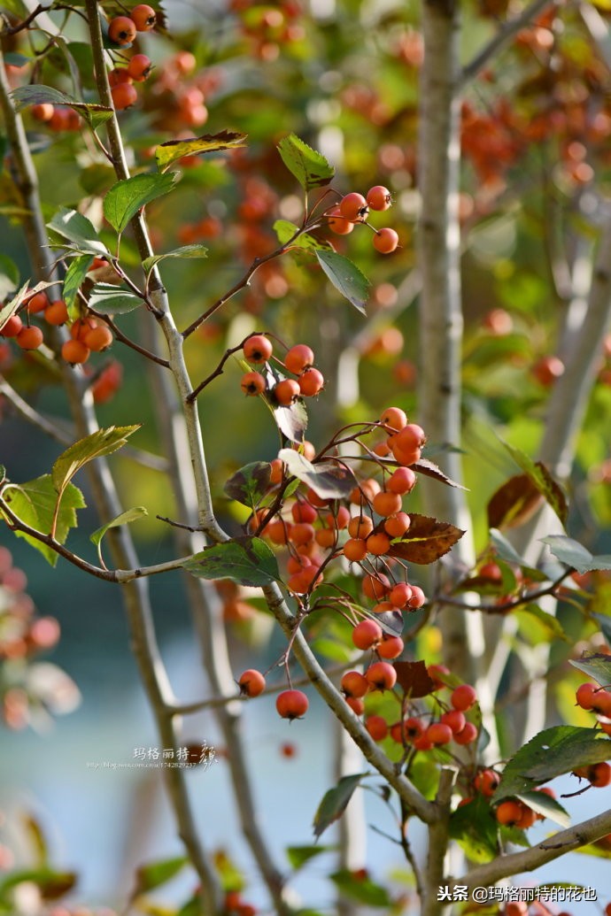整个冬天都挂着的小红果，迷你山楂“冬果王”｜植物笔记