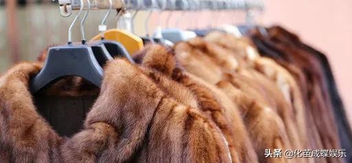 丹麦水貂为什么染新冠病毒,丹麦水貂新冠