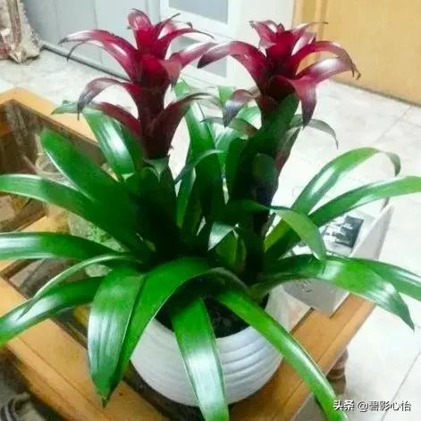 鸿运当头出小芽是不是花要开败了,鸿运当头花败了怎么浇水