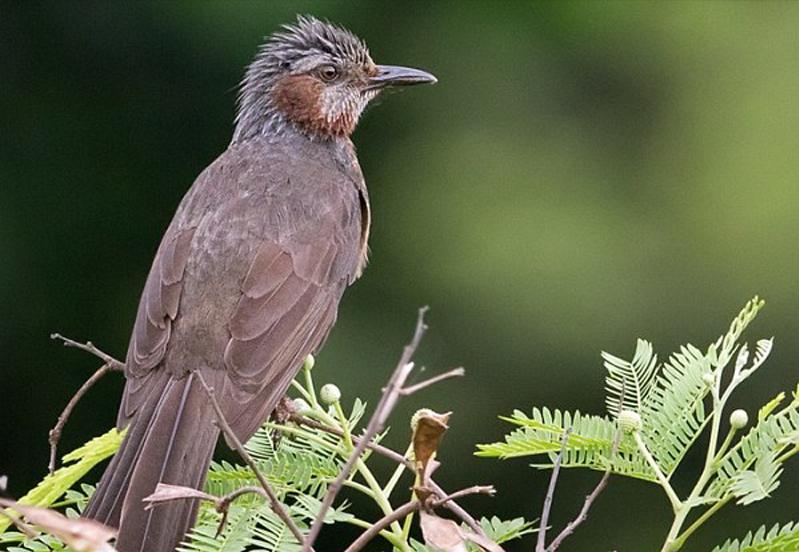 广东常见鸟类图谱和名称图文,东江揽胜鸟类