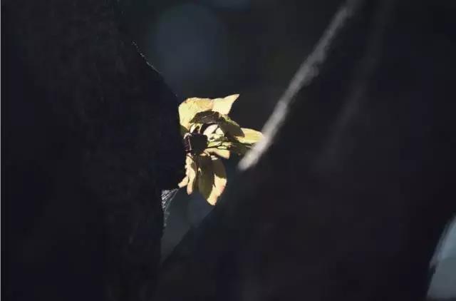 拍照模糊的方法是什么,拍照模糊如何去掉