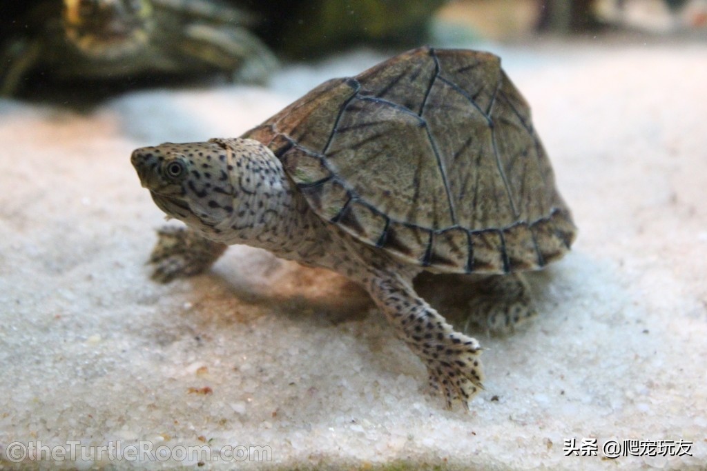 7-8公分剃刀龟可以多深的水饲养,剃刀龟的饲养技巧及治疗