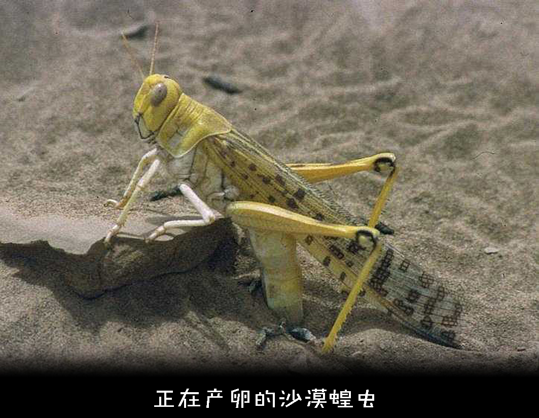 蝗虫有什么特别之处,蝗虫什么情况下有毒