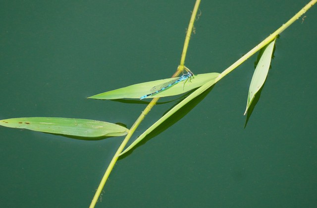 室内防蚊子小虫子叮咬的最好办法,夏天蚊子多怎么防蚊子咬