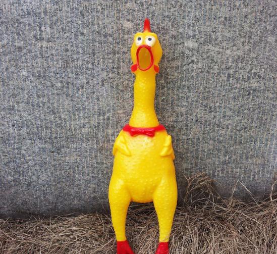 这5件东西不能借,这五件事情不能对狗狗做