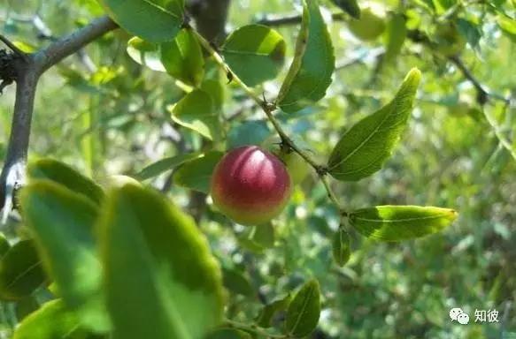 酸枣的喜好,酸枣儿时回忆