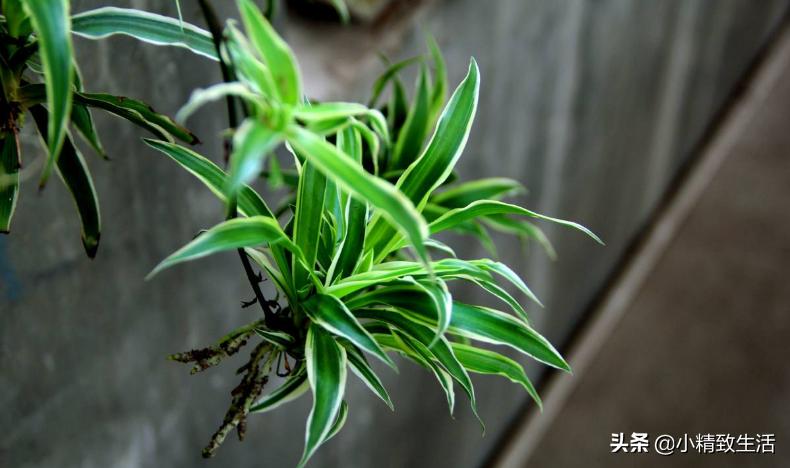 吊兰绿植盆栽黄叶怎么办,养了一年的吊兰爆盆了怎么修剪