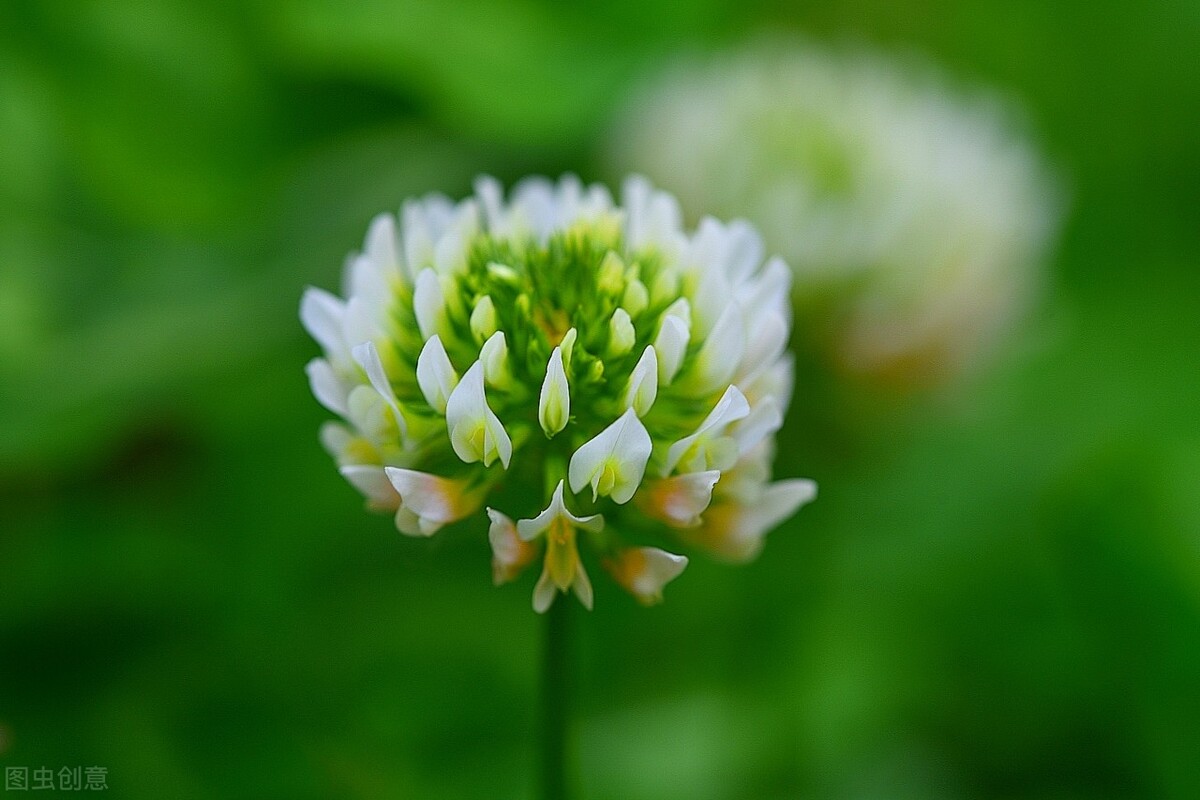 园林人需要知道的85个花卉知识,园林花卉的种类及图片