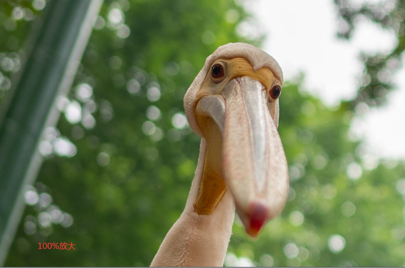 Z6？贼溜！——十五年佳能老用户的尼康初体验