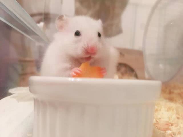 家养仓鼠和科学喂养有什么区别,新手适合饲养哪个品种的小仓鼠