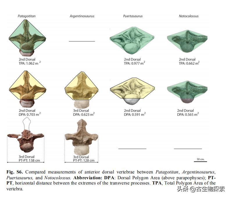 巴塔哥尼亚的巨兽纪录片,巴塔哥泰坦龙介绍