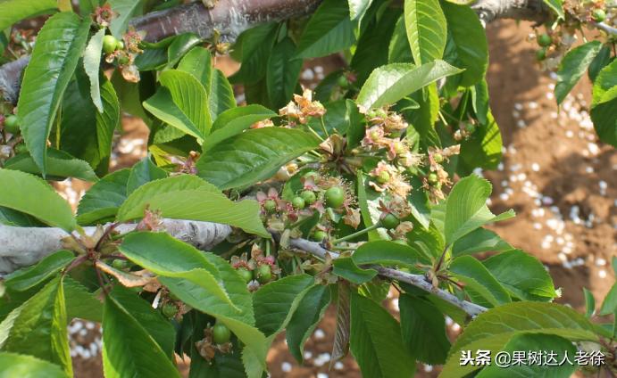 樱桃树如何正确种植,樱桃好吃树难栽真的就这么难么