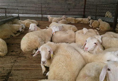 羊驱虫后拉稀是什么原因,羊拉稀喘气站不起来是什么原因