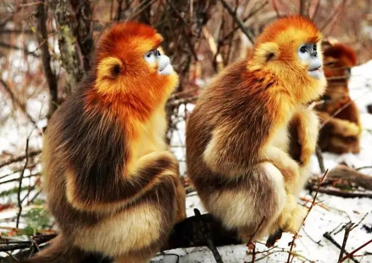 循着雪的方向，喇叭河颜值不输北欧，耍法多到让人尖叫