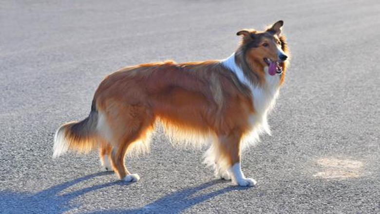 苏牧购买,哪里可以买到正宗的苏牧