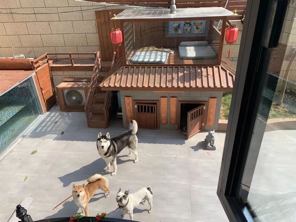 别墅泳池阳光房，秋千滑梯投影仪...豪华狗院子曝光