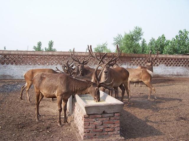 娌冲崡鐩镐翰灏忎紮褰╃ぜ澶珮,娌冲崡缁撳褰╃ぜ涓轰粈涔堥偅涔堥珮