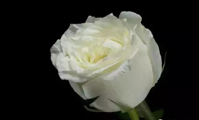 100种玫瑰品种图鉴大全,100种玫瑰品种图解