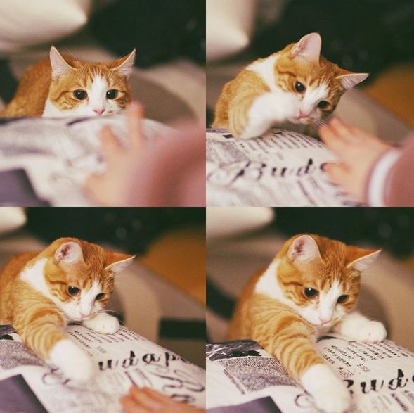 猫猫最早是在哪里出现的,猫猫的来历简介