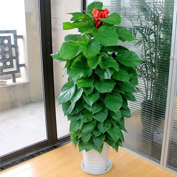 100种绿植大全,50种盆栽绿植花卉大全