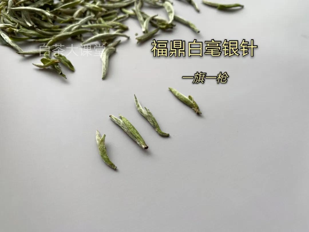 月光白老品种白茶,为什么有人说月光白是普洱茶