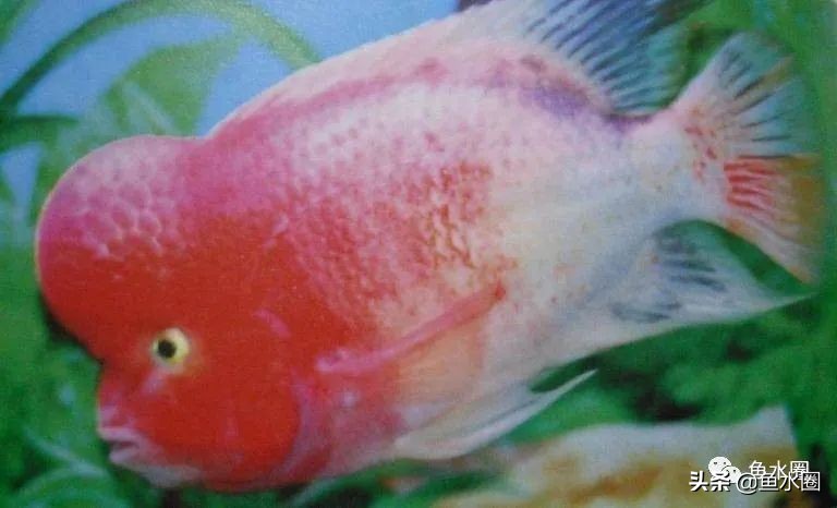 罗汉鱼身上亮片少是什么品种,罗汉鱼血麒麟和火凤哪个品种好