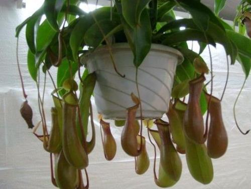 养什么植物能驱赶蚊子苍蝇,家里养盆栽会有小蚊子吗