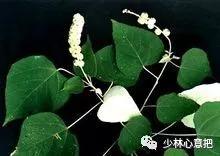 中药药材大全及功效,补肾中药大全及功效