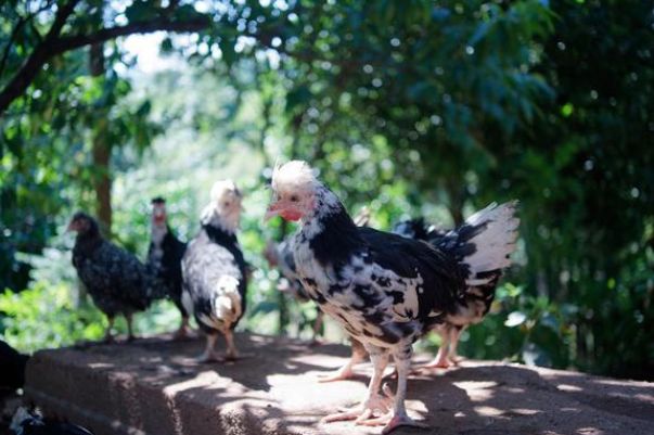 农村这几个养殖项目月收入过万,农村养殖什么项目能年入百万