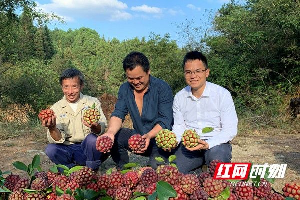 被省委书记惦记的通道小伙正带村民种山果致富