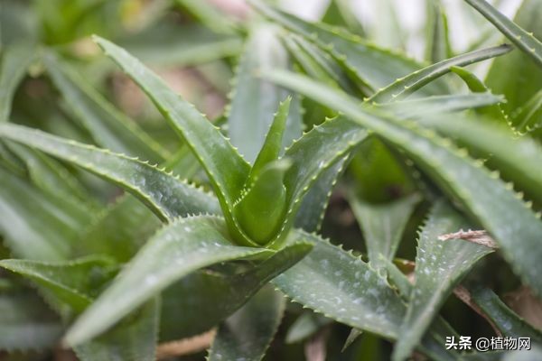 芦荟能直接抹在脸上美容吗,什么品种芦荟可以直接敷脸