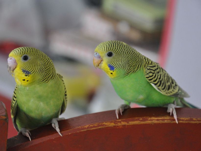 虎皮鹦鹉快速配对技巧,虎皮鹦鹉养殖技巧