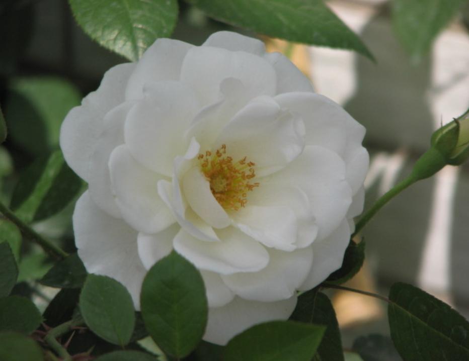 月季图鉴哪本书好,淘宝上最好养的月季品种