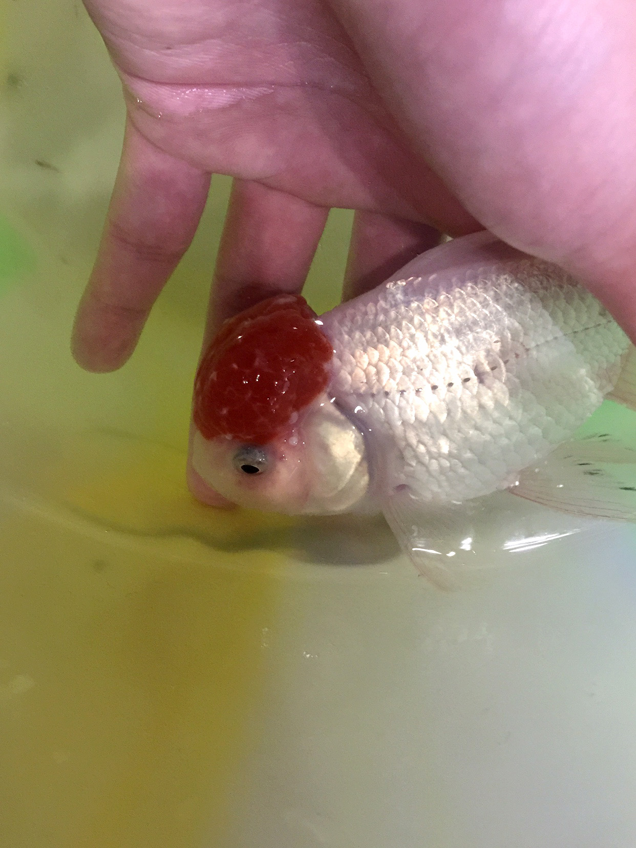 金鱼痘疮病介绍,金鱼得了痘疹怎么治疗