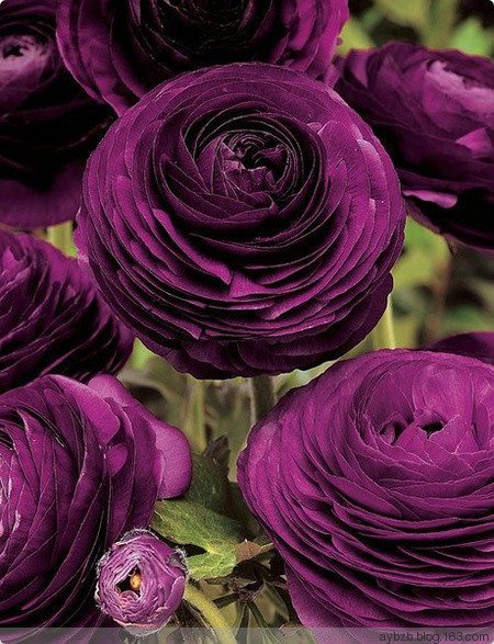 最好记的花名大全,很难得一见的花