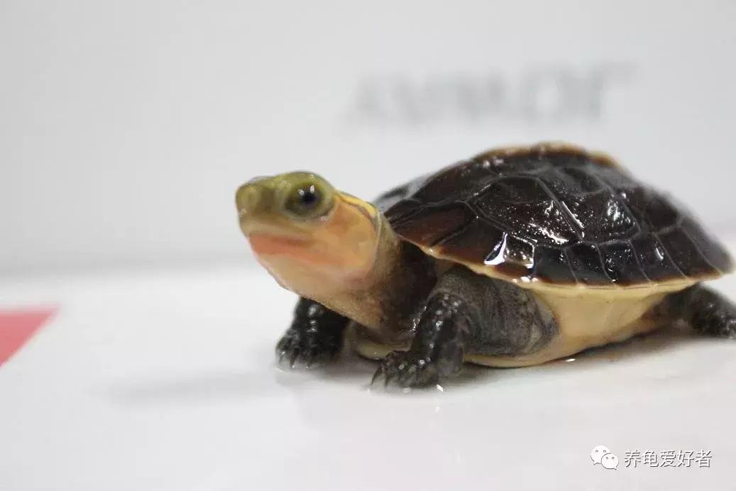 龟龟到家总是乱爬怎么办,龟无缘无故死亡