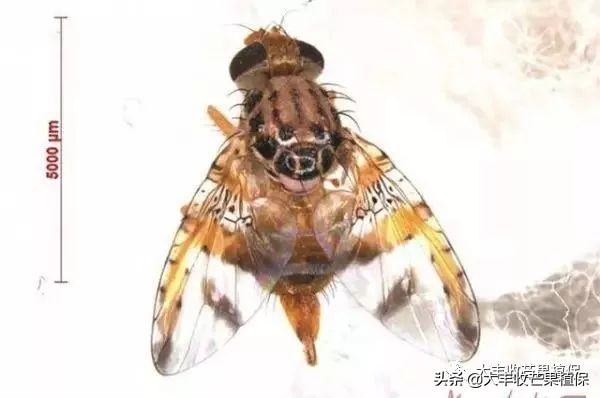 芒果果实蝇最有效的消灭方法,贵妃芒果怎么防果实蝇