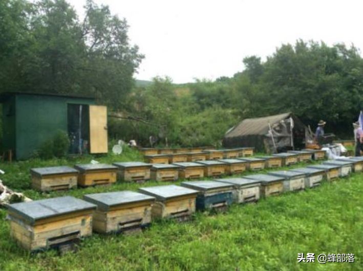 挖不开撬不动的深洞蜜怎么取？专家也摇头，农村人的土办法就是好