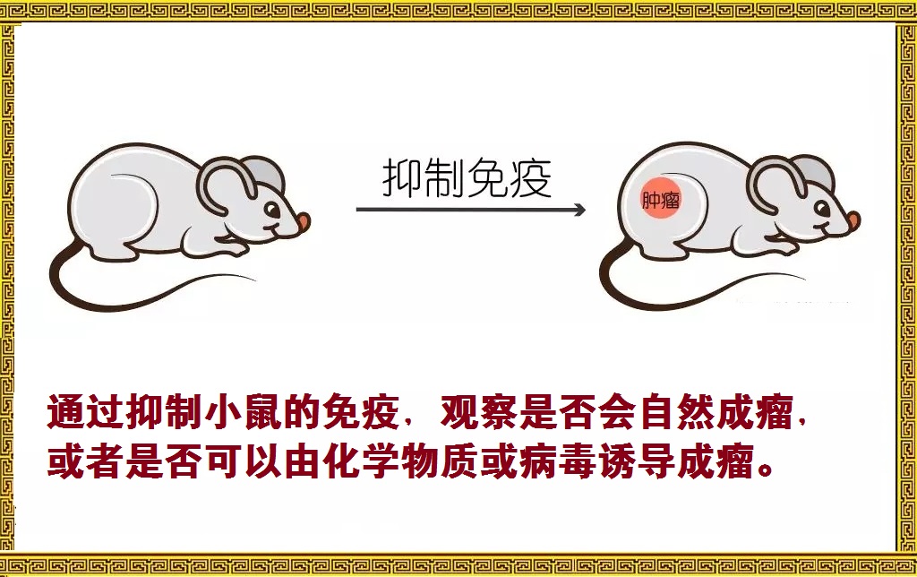 肿瘤免疫疗法的真实故事,肿瘤免疫治疗的故事连载九